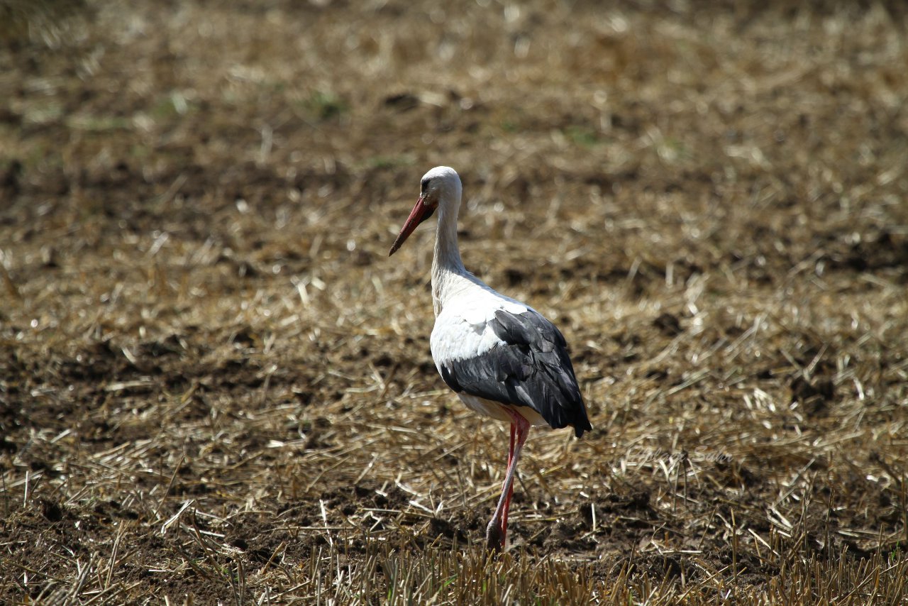 Bild 66 - Vogelschiessen am 18.8.12